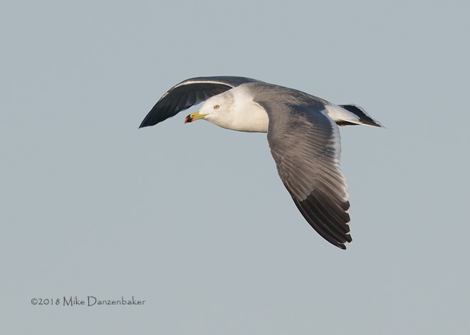 Black-tailed Gull (Larus crassirostris) photo image