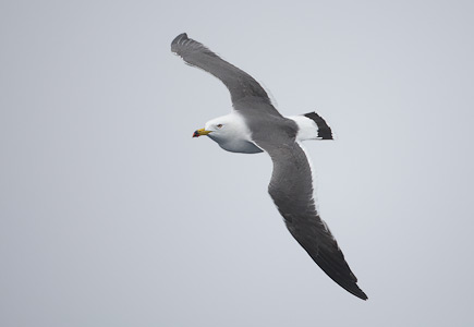 Black-tailed Gull (Larus crassirostris) photo image
