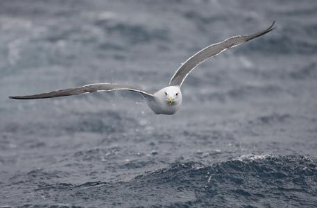 Black-tailed Gull (Larus crassirostris) photo