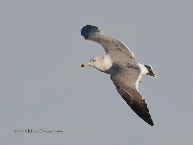 Black-tailed Gull (Larus crassirostris) photo image