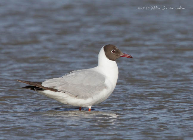 Brown-headed Gull (Chroicocephalus brunnicephalus) photo image