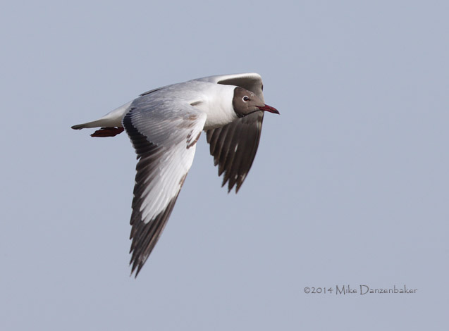 Brown-headed Gull (Chroicocephalus brunnicephalus) photo image