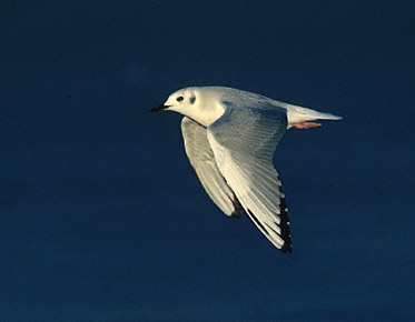 Bonaparte's Gull (Chroicocephalus philadelphia) photo image