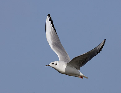 Bonaparte's Gull (Larus philadelphia) photo