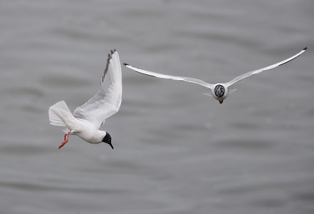 Bonaparte's Gull (Larus philadelphia) photo