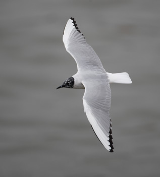 Bonaparte's Gull (Larus philadelphia) photo