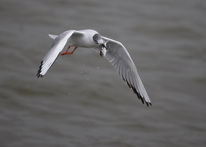Bonaparte's Gull (Larus philadelphia) photo
