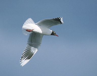 Brown-hooded Gull (Chroicocephalus maculipennis) photo image