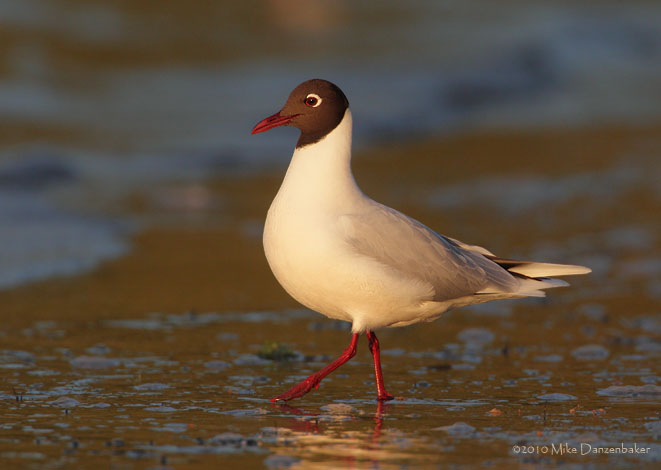 Brown-hooded Gull (Chroicocephalus maculipennis) photo image