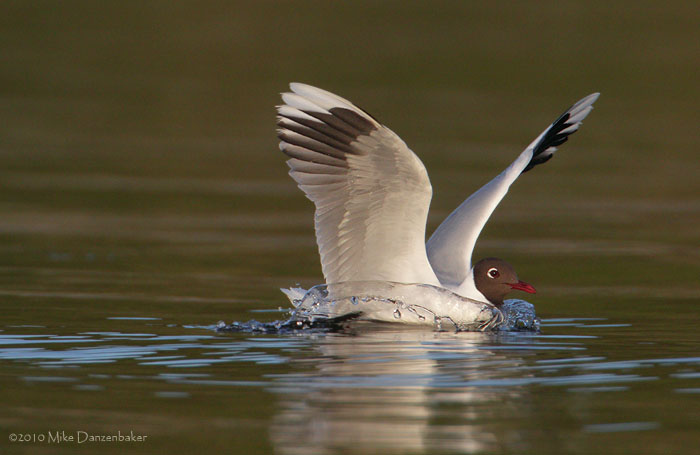 Brown-hooded Gull (Chroicocephalus maculipennis) photo image