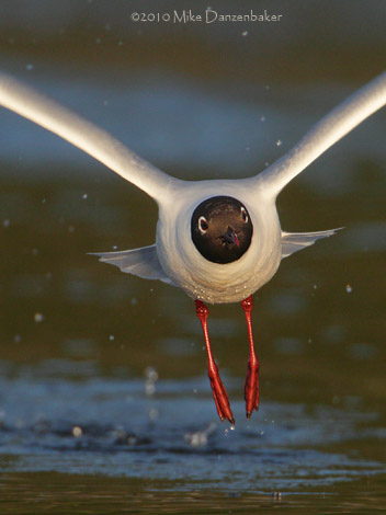 Brown-hooded Gull (Chroicocephalus maculipennis) photo image