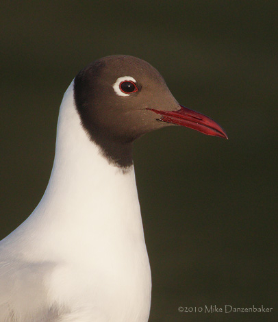 Brown-hooded Gull (Chroicocephalus maculipennis) photo image