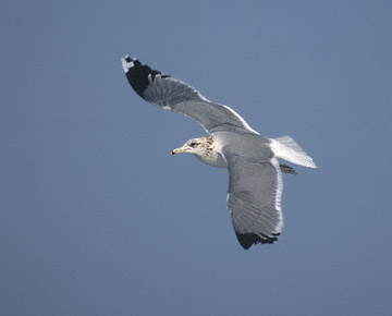 California Gull (Larus californicus) photo image