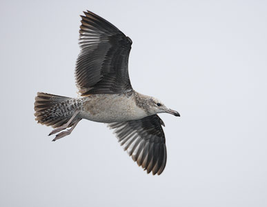 California Gull (Larus californicus) photo