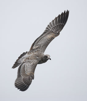 California Gull (Larus californicus) photo
