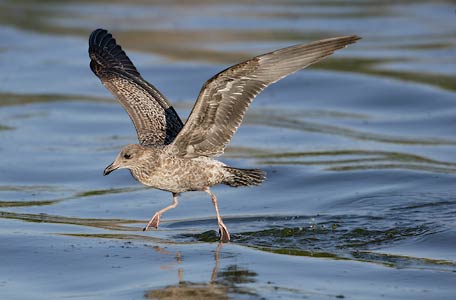 California Gull (Larus californicus) photo