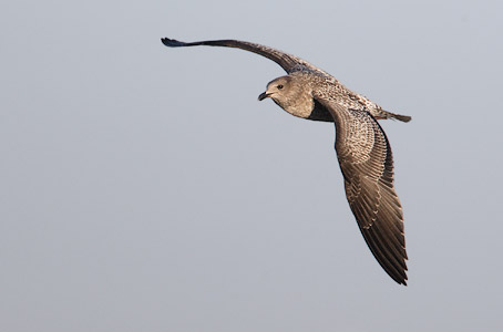 California Gull (Larus californicus) photo