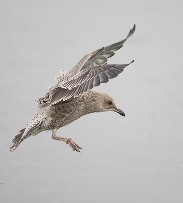 California Gull (Larus californicus) photo