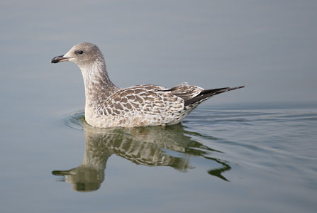 California Gull (Larus californicus) photo
