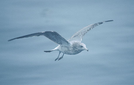 California Gull (Larus californicus) photo image