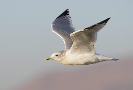 California Gull (Larus californicus) photo