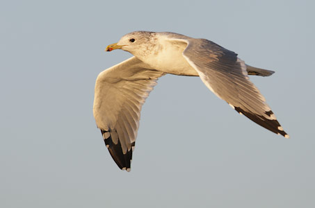 California Gull (Larus californicus) photo