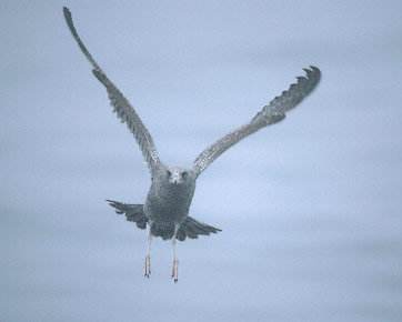 California Gull (Larus californicus) photo image