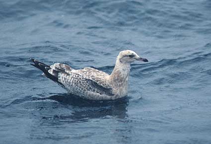 California Gull (Larus californicus) photo image
