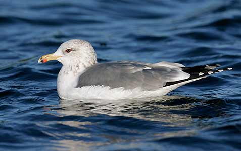 California Gull (Larus californicus) photo