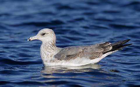 California Gull (Larus californicus) photo