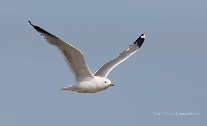 Caspian Gull (Larus cachinnans) photo image