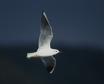 Black-headed Gull (Chroicocephalus ridibundus) photo image