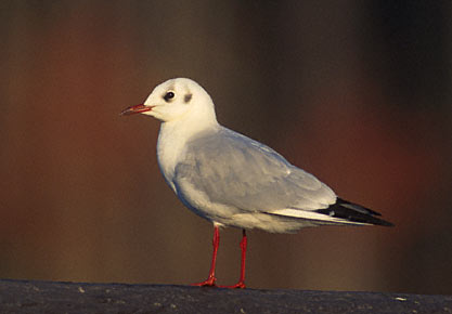 Black-headed Gull (Chroicocephalus ridibundus) photo image
