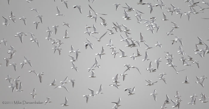 Black-headed Gull (Chroicocephalus ridibundus) photo