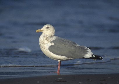 Vega Gull (Larus vegae) photo image