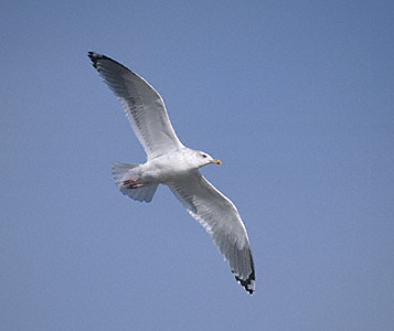 Vega Gull (Larus vegae) photo image