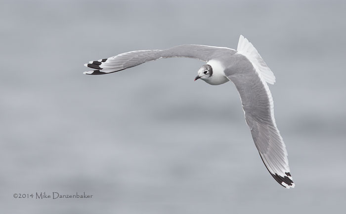 Franklin's Gull (Leucophaeus pipixcan) photo