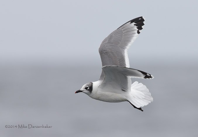 Franklin's Gull (Leucophaeus pipixcan) photo