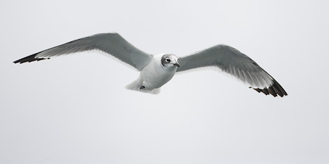 Franklin's Gull (Larus pipixcan) photo