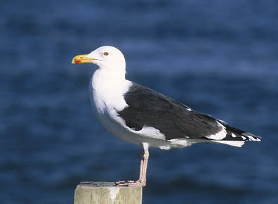 Great Black-backed Gull (Larus marinus) photo image