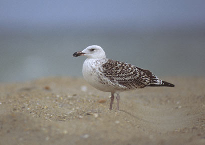 Great Black-backed Gull (Larus marinus) photo image