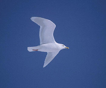 Glaucous Gull (Larus hyperboreus) photo image