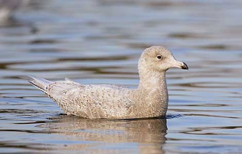 Glaucous Gull (Larus hyperboreus) photo image