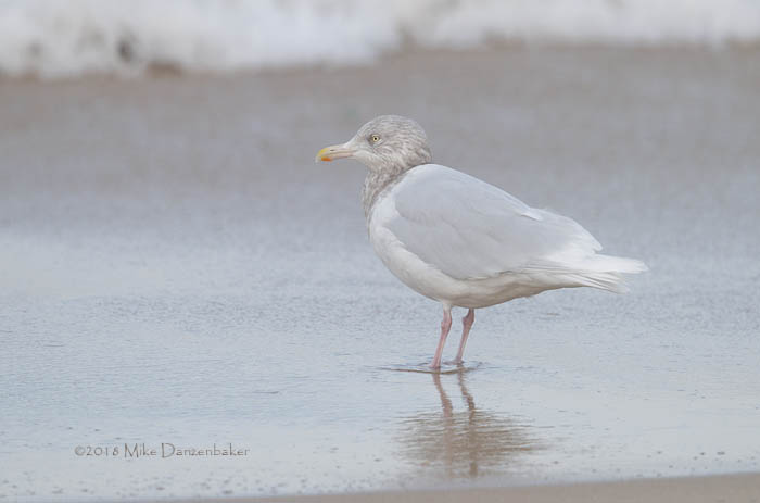 Glaucous Gull (Larus hyperboreus) photo image