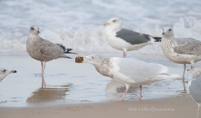 Glaucous Gull (Larus hyperboreus) photo image