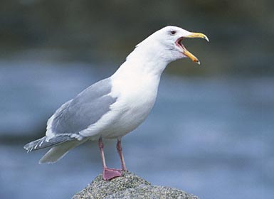 Glaucous-winged Gull (Larus glaucescens) photo image