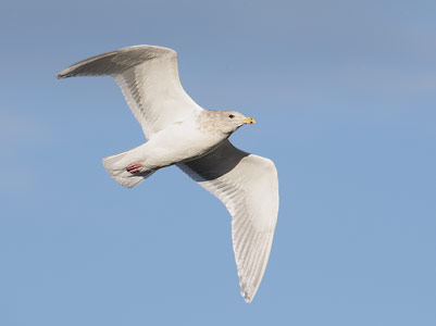 Glaucous-winged Gull (Larus glaucescens) photo image