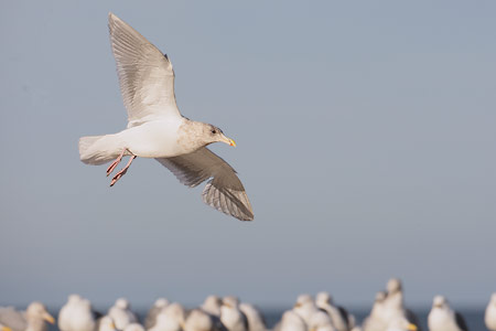 Glaucous-winged Gull (Larus glaucescens) photo image