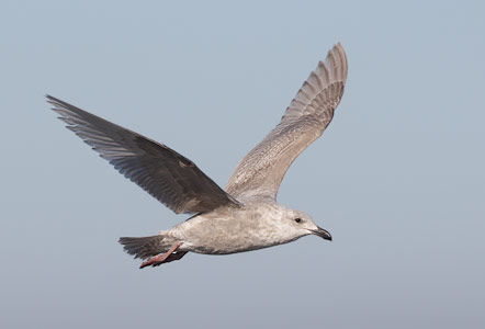 Glaucous-winged Gull (Larus glaucescens) photo image
