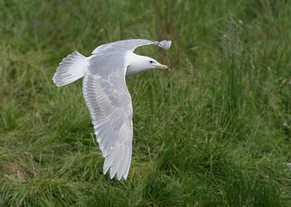 Glaucous-winged Gull (Larus glaucescens) photo image